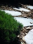 How a yard grows
